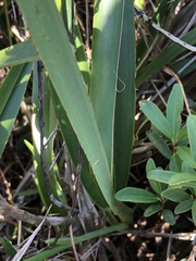 Dianella ensifolia