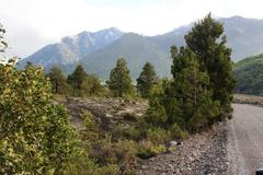 Austrocedrus chilensis