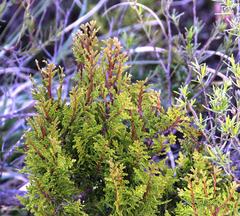 Austrocedrus chilensis