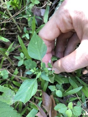 Dicliptera chinensis