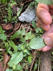 Dicliptera chinensis