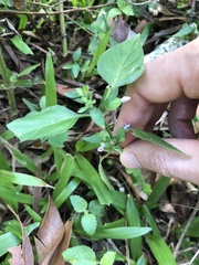 Dicliptera chinensis