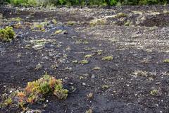 Haplopappus glutinosus