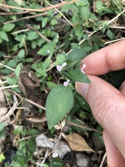 Dicliptera chinensis