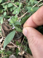 Dicliptera chinensis