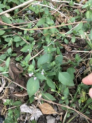 Dicliptera chinensis
