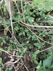 Dicliptera chinensis