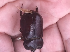 Heterogomphus bourcieri