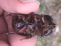 Heterogomphus bourcieri