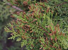 Austrocedrus chilensis