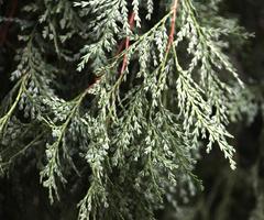 Austrocedrus chilensis