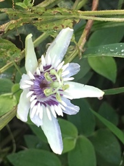 Passiflora colinvauxii
