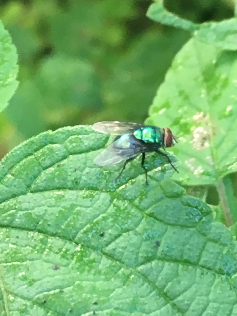 Lucilia pionia