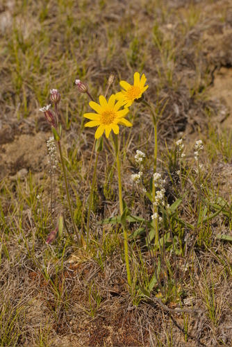 Arnica angustifolia, photograph 1
