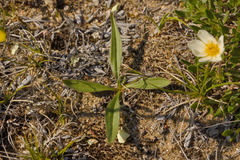 Eero Koskinen, CC BY, iNaturalist via GBIF Arnica angustifolia, photograph Eero Koskinen, CC BY, iNaturalist via GBIF
