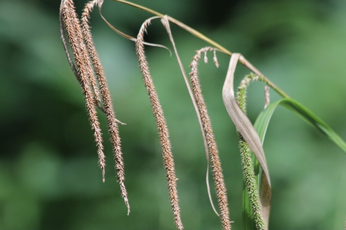 Carex agastachys (Carex agastachys)