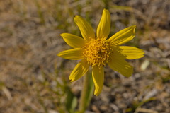 Eero Koskinen, CC BY, iNaturalist via GBIF Arnica angustifolia, photograph Eero Koskinen, CC BY, iNaturalist via GBIF