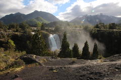 Austrocedrus chilensis