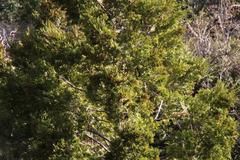 Austrocedrus chilensis