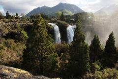 Austrocedrus chilensis