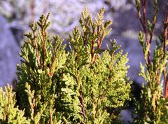Austrocedrus chilensis