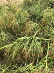 Cyperus leptocladus