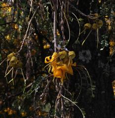Sophora cassioides
