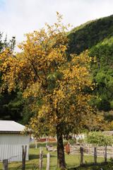 Sophora cassioides