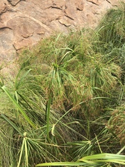 Cyperus leptocladus