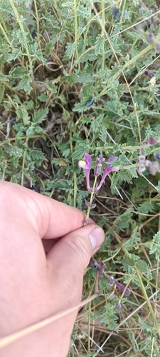Scutellaria nepetifolia