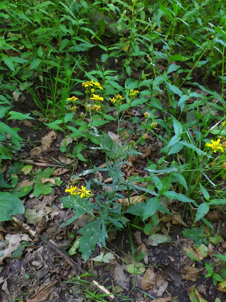 Jacobaea erratica (Jacobaea erratica)