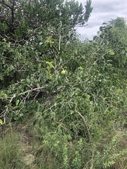 Strychnos spinosa spinosa