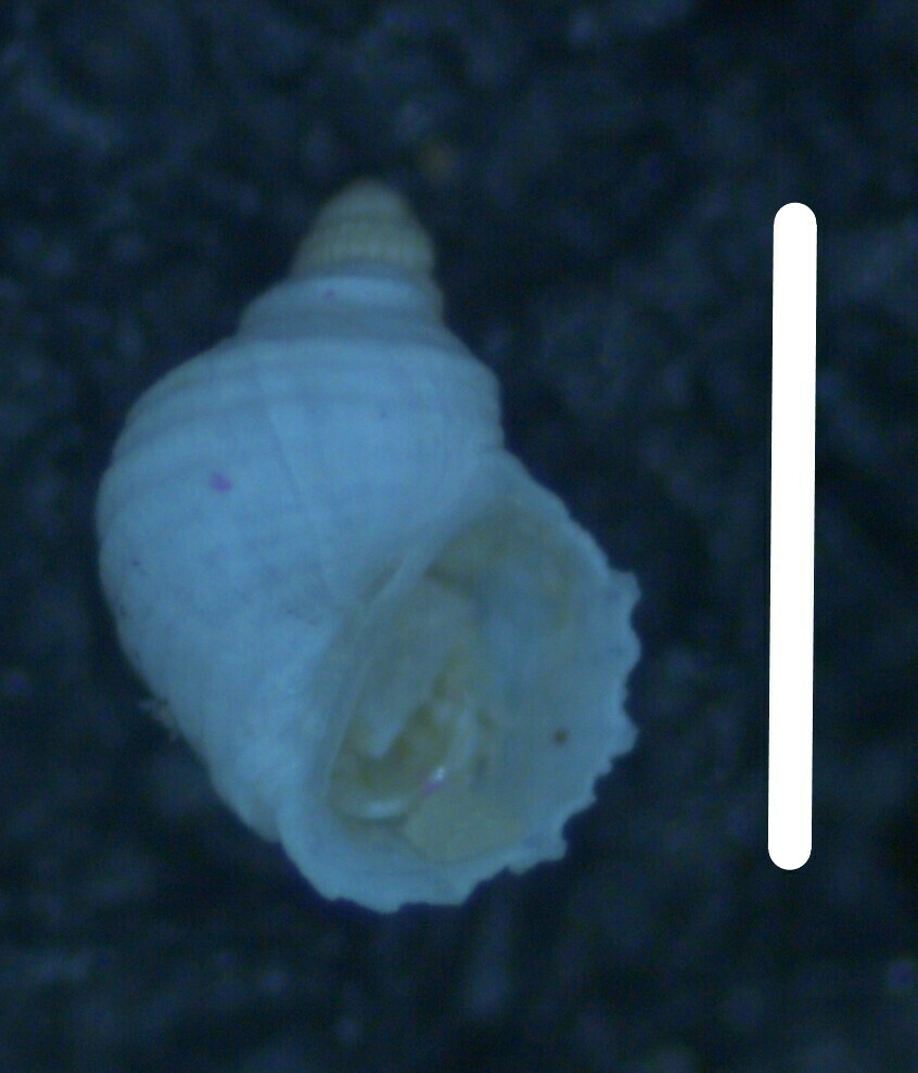 Fossarus orbignyi