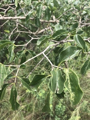 Strychnos spinosa spinosa