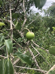 Strychnos spinosa spinosa