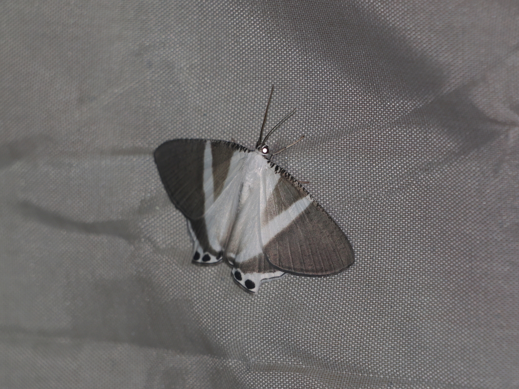 Cyphura semialba