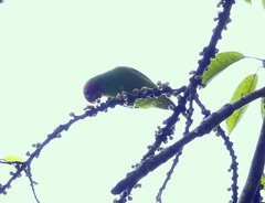 Cyclopsitta diophthalma