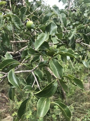 Strychnos spinosa spinosa