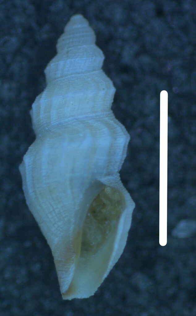 Kurtziella dorvilliae