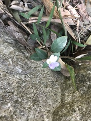 Strobilanthes tetrasperma