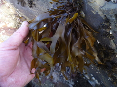 Pachymenia