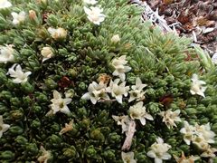 Kelleria croizatii