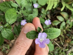 Strobilanthes tetrasperma