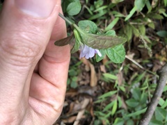 Strobilanthes tetrasperma