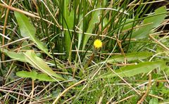 Taraxacum zealandicum