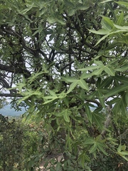 Cussonia natalensis