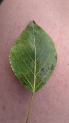 Populus simonii, photograph author not stated, no rights reserved