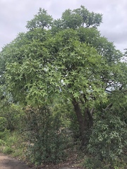 Cussonia natalensis