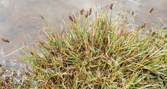 Carex edura