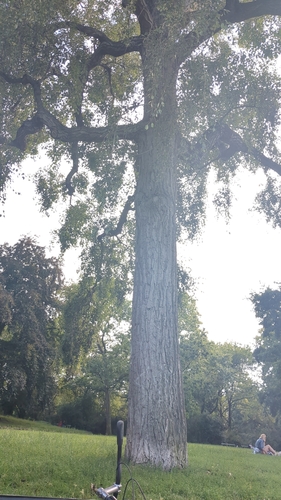 Populus simonii, photograph 5
